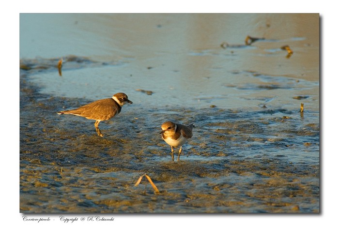 Corriere piccolo - Charadrius  dubius